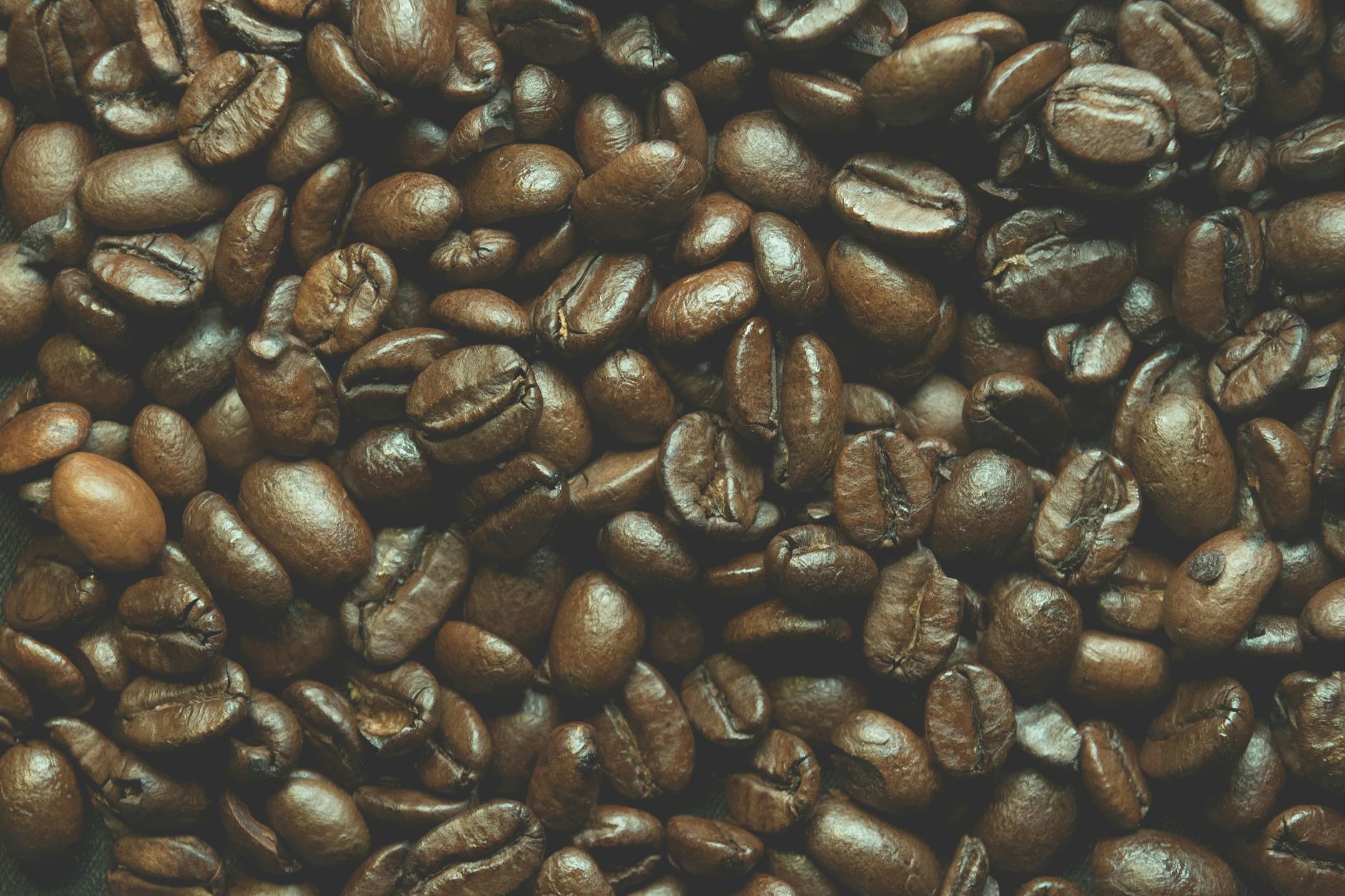 Kopi Arabika berkualitas tinggi dengan biji kopi yang besar