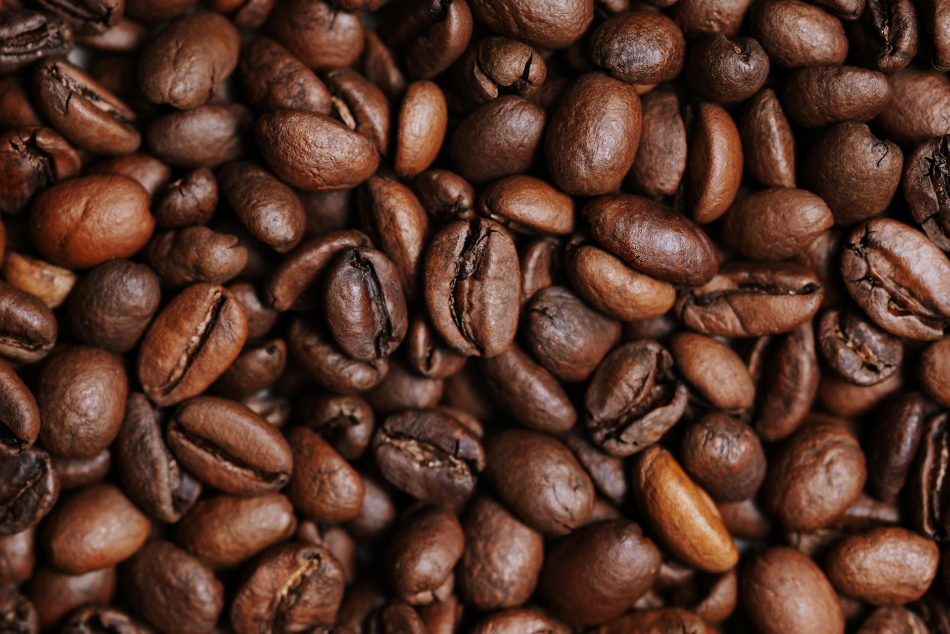 Kopi Robusta memiliki rasa pahit dan aroma kuat