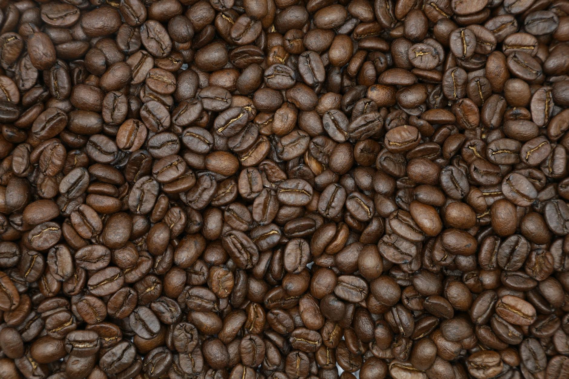 Kopi Robusta kaya rasa pahit dengan aroma kuat